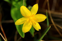 Hypoxis galpinii