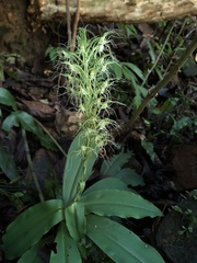 Habenaria pantlingiana