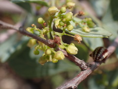 Searsia zeyheri