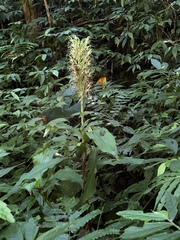 Habenaria pantlingiana
