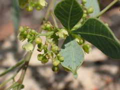 Searsia zeyheri