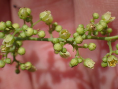 Searsia zeyheri