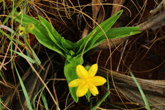 Hypoxis galpinii