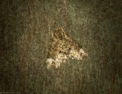 Tamba conscripta