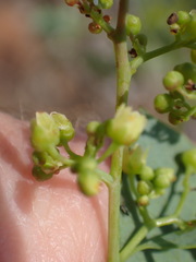 Searsia zeyheri