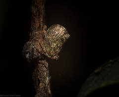 Cotylana angustifrons