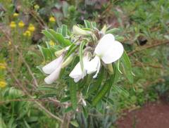 Tephrosia inandensis