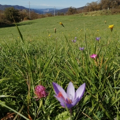 Crocus ligusticus