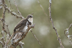 Turdoides hypoleuca