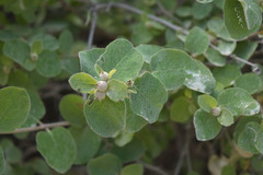 Lonicera iberica