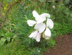 Tephrosia inandensis