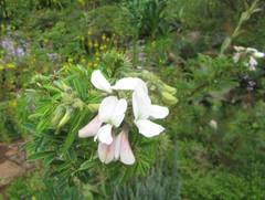 Tephrosia inandensis