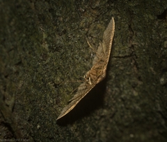 Addaea subtessellata