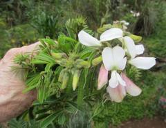Tephrosia inandensis