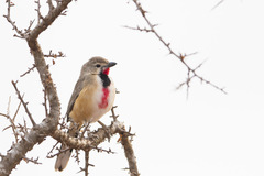 Rhodophoneus cruentus