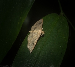 Addaea subtessellata