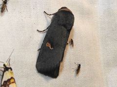 Proteuxoa cinereicollis