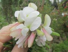 Tephrosia inandensis