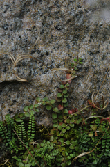 Epilobium brunnescens