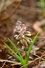 Ledebouria leptophylla