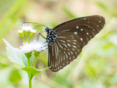 Euploea mulciber mulciber
