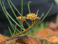 Asclepias brevipes
