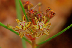 Asclepias brevipes