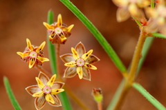 Asclepias brevipes