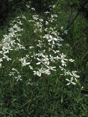 Clematis lathyrifolia