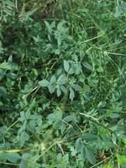 Clematis lathyrifolia