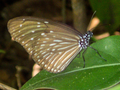 Euploea mulciber mulciber