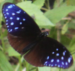 Euploea mulciber mulciber