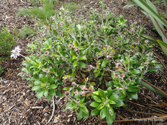 Macrolearia chathamica