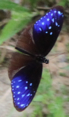 Euploea mulciber mulciber