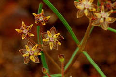 Asclepias brevipes