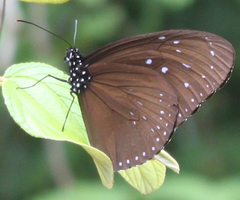 Euploea mulciber mulciber