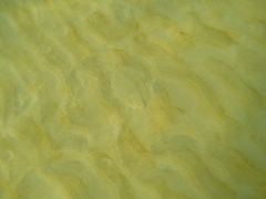 Rhombosolea tapirina