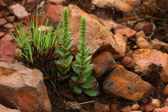 Crassula capitella nodulosa