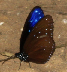 Euploea mulciber mulciber