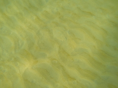 Rhombosolea tapirina