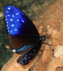Euploea mulciber mulciber