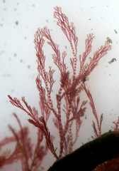 Ceramium virgatum