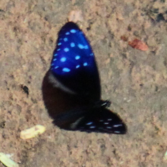 Euploea mulciber mulciber