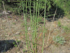 Poa sterilis