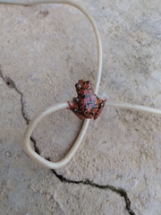 Hyperolius riggenbachi