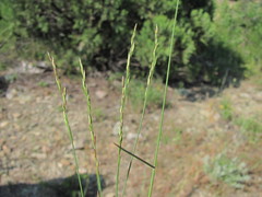 Poa sterilis