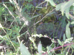 Aeshna cyanea
