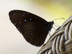 Euploea mulciber mulciber