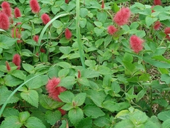 Acalypha herzogiana