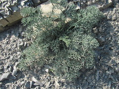 Seseli ponticum